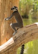 ring tailed lemur on a bare branch on a blurred background