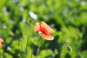 poppy flowers on a field closeup