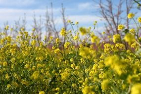 tiny yellow wild flowers
