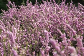 flowering bush pink flowers