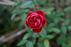 macro photography of the red flower