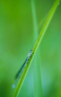 small dragonfly on green grass