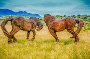 gorgeous horses in new zealand scene