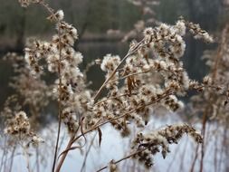 pond grass in the winter field