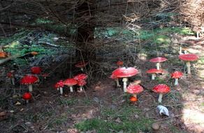 fascinating red fly agaric