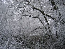 forest in hoarfrost