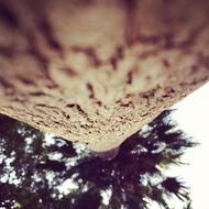 closeup of a tree trunk