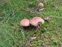 two poisonous mushrooms at the edge of the forest