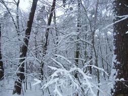 A lot of the white snow on the trees in winter