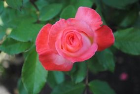 green bush with red rose