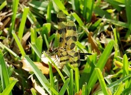 Close-up of the colorful dragonfly on the green grass