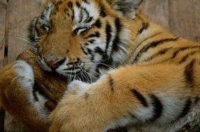 cute sleeping african tiger