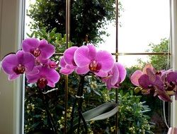 purple orchids by the window