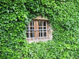 closeup photo of Leaves on the wall and a window