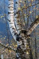 birch tree at autumn