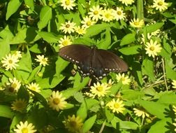 big black butterfly on spring flowers