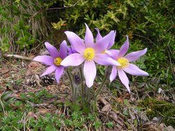 Pulsatilla, purple spring flowers in wild, france