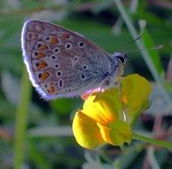 delicate purple butterfly on a yellow flower