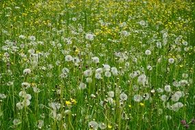 colorful meadow flowers