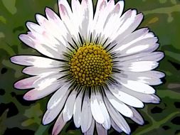 daisy flower, inverted color, digital effect