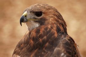 hawk with brown feathers