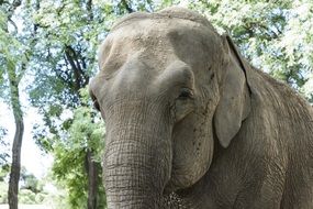 portrait of african elephant head