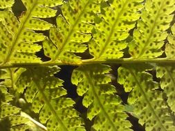 fern leaf with seeds in the sun close up