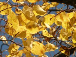 tree branches with yellow leaves in the garden