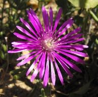 purple flower of thin petals