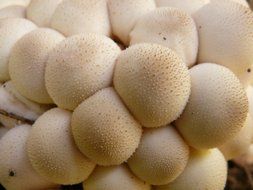 white mushrooms closeup