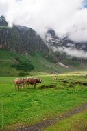 cows on pasture mountain view