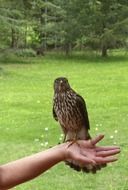 a falcon sits on a man's arm
