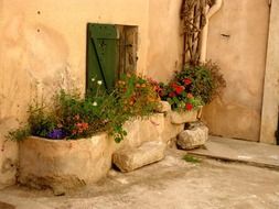 Saint-Tropez flowers in flower beds