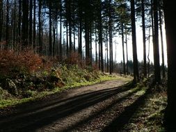 light and shadow in the forest of alsace