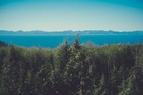 turquoise sky over green forest