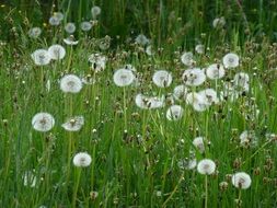 white dandelion seedheads at grass