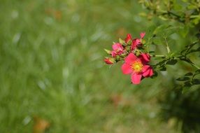 Red flowere bloom sunny green field