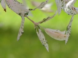 leaves on a branch of a japanese tree on a green background