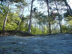 mountain forest in the countryside