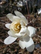 white magnolia flower blossom macro
