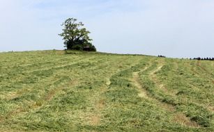 mowed green grass on a hill