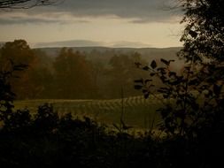 trees near a plowed field