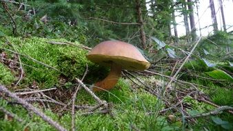 autumn brown mushroom on green moss