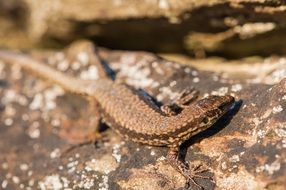 brown lizard reptile