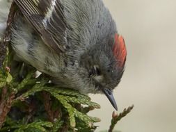 chipping sparrow eating close-up