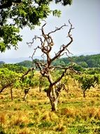 Cerrado - a vast ecoregion of Tropical Savannas