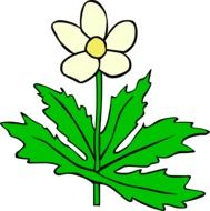 anemone flower leaf