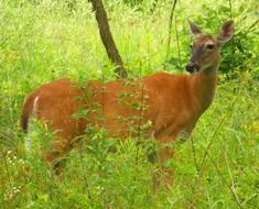 brown deer among greenery in the forest