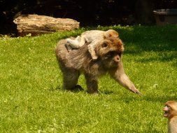 Barbary apes on a green meadow