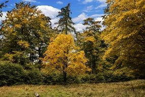 autumn golden forest